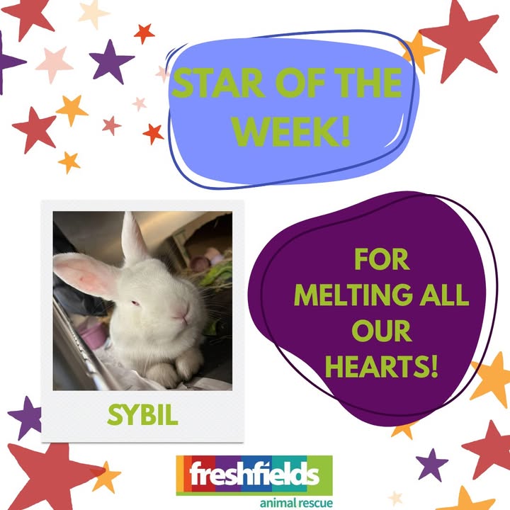 Freshfields Animal Rescue