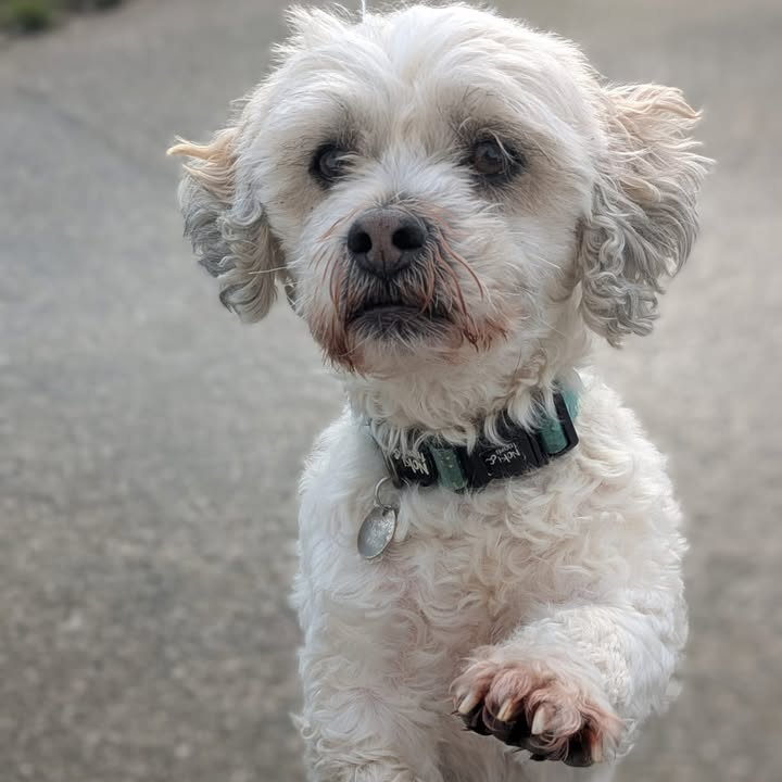 Freshfields Animal Rescue