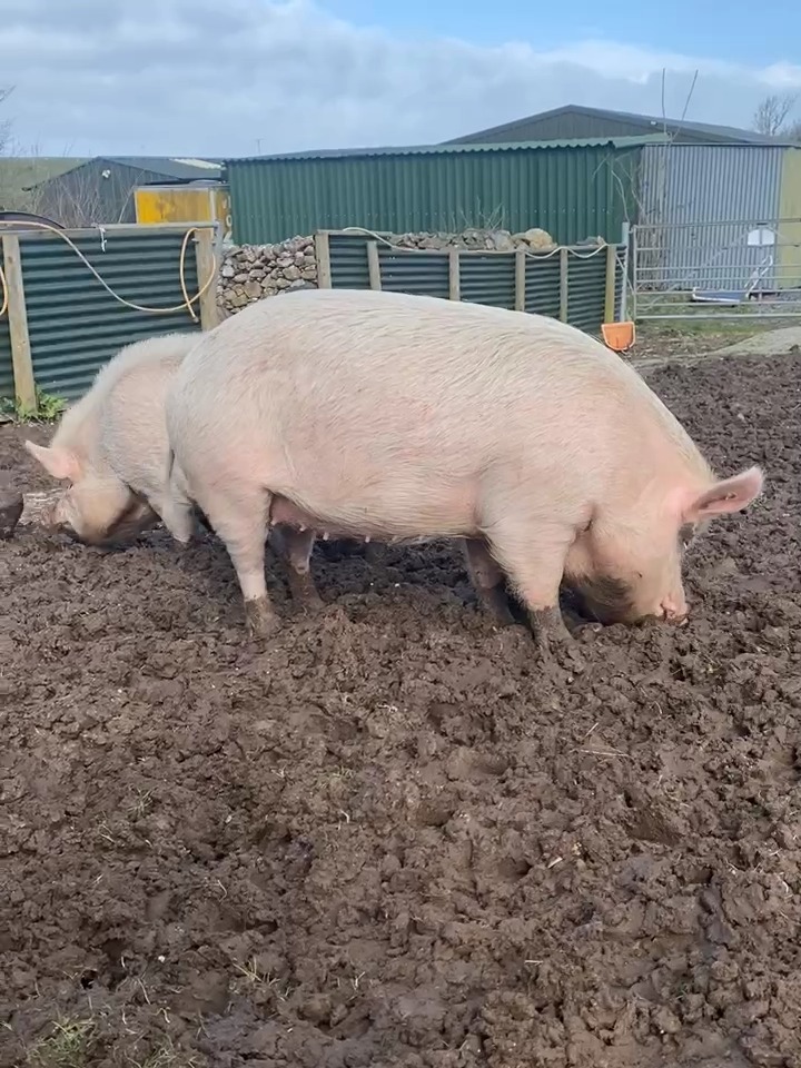 Freshfields Animal Rescue