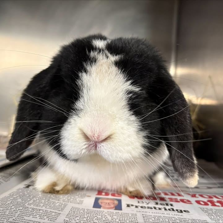 Freshfields Animal Rescue