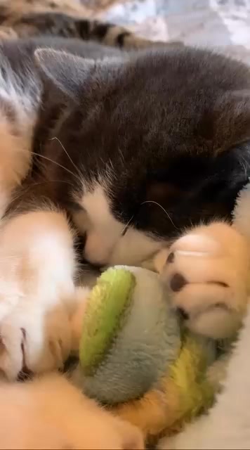 Freshfields Animal Rescue