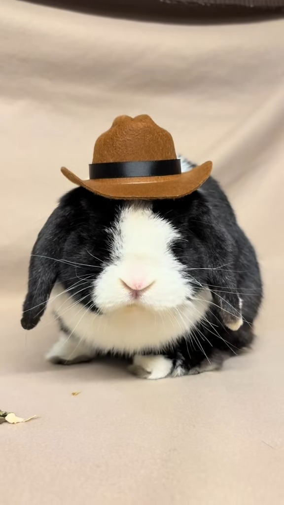 Freshfields Animal Rescue