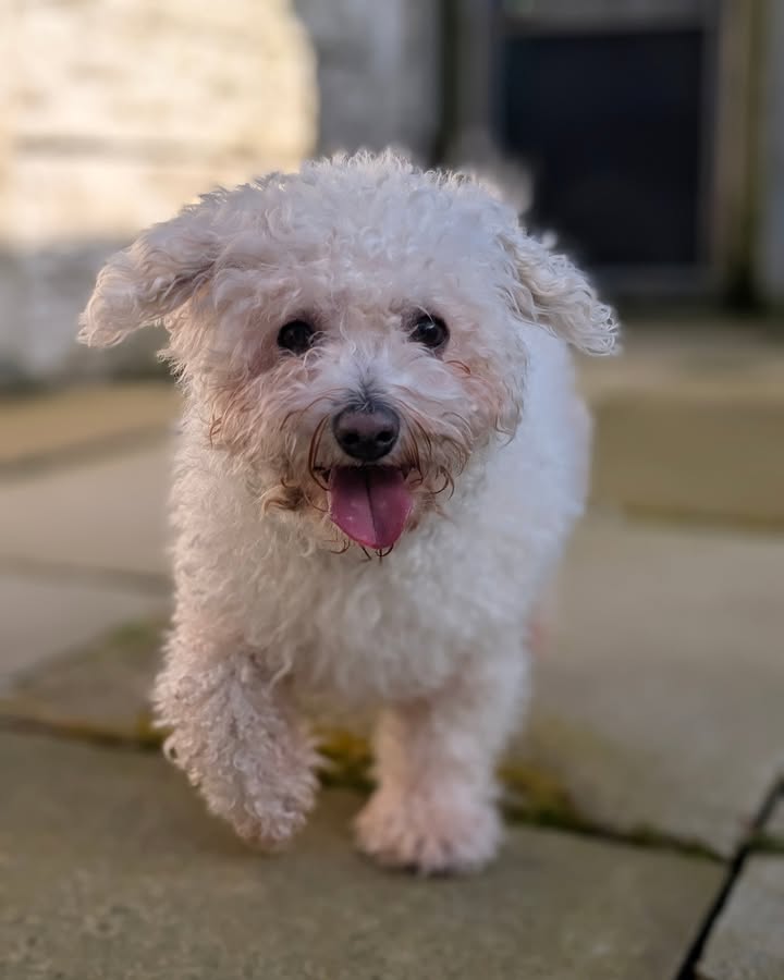 Freshfields Animal Rescue