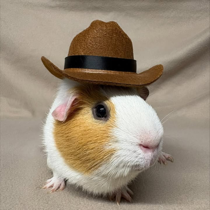 Freshfields Animal Rescue