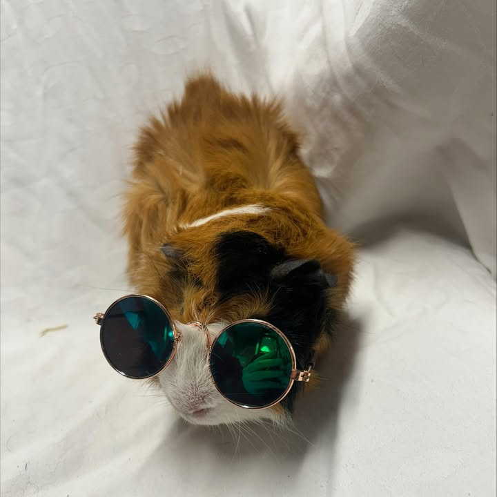 Freshfields Animal Rescue