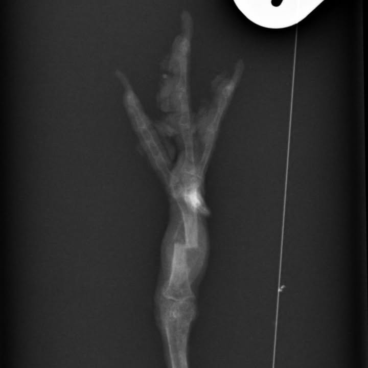 Freshfields Animal Rescue