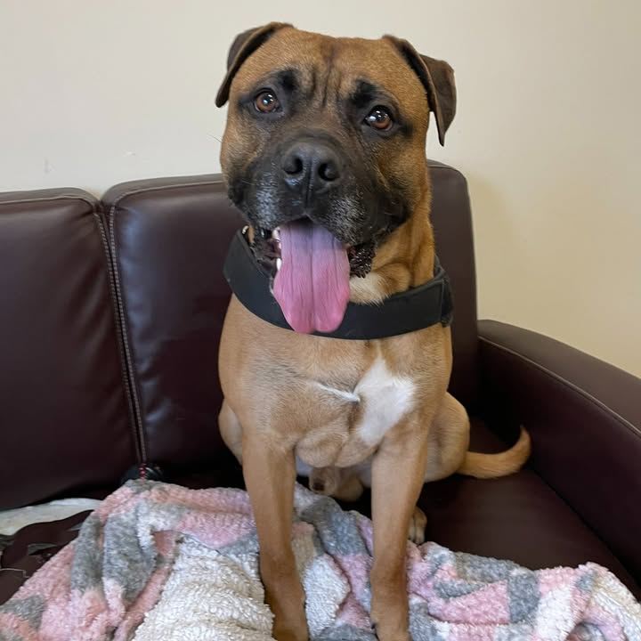 Freshfields Animal Rescue