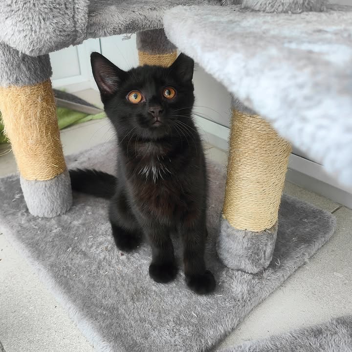 Freshfields Animal Rescue