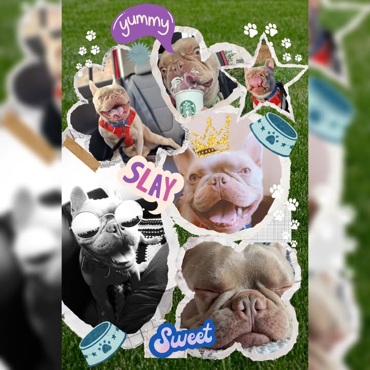 Freshfields Animal Rescue