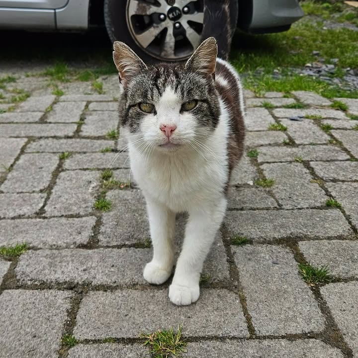Freshfields Animal Rescue