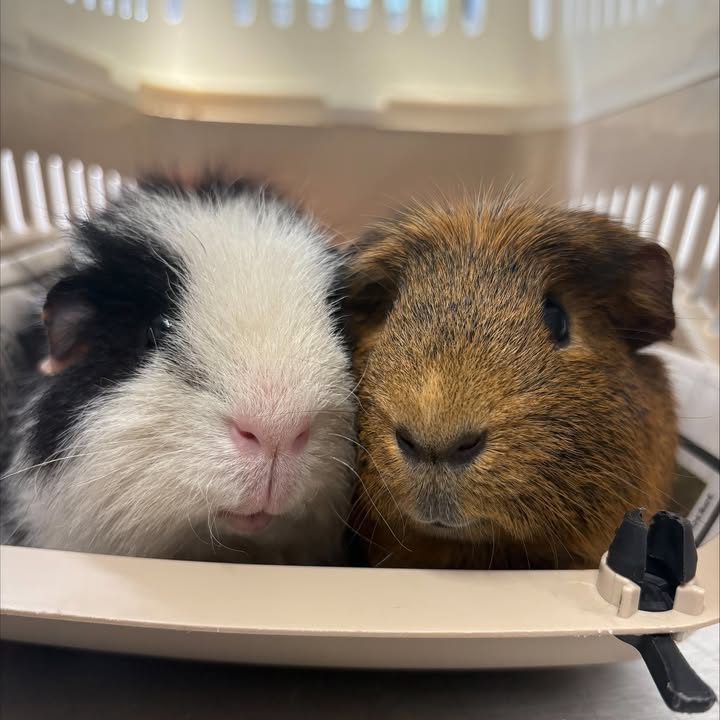 Freshfields Animal Rescue
