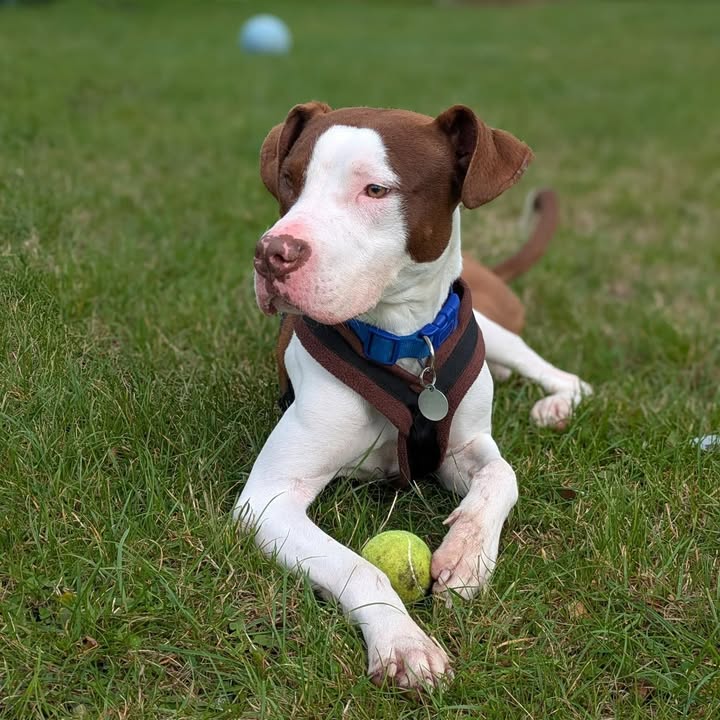 Freshfields Animal Rescue