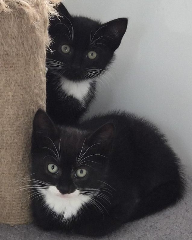 Freshfields Animal Rescue