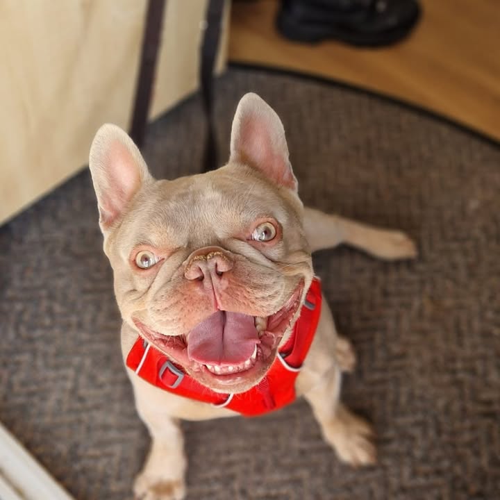 Freshfields Animal Rescue