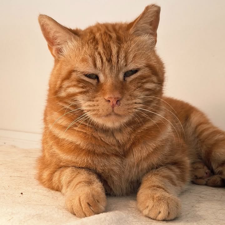 Freshfields Animal Rescue