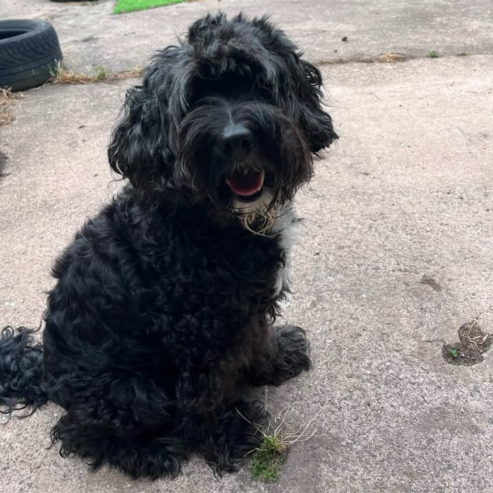 Freshfields Animal Rescue