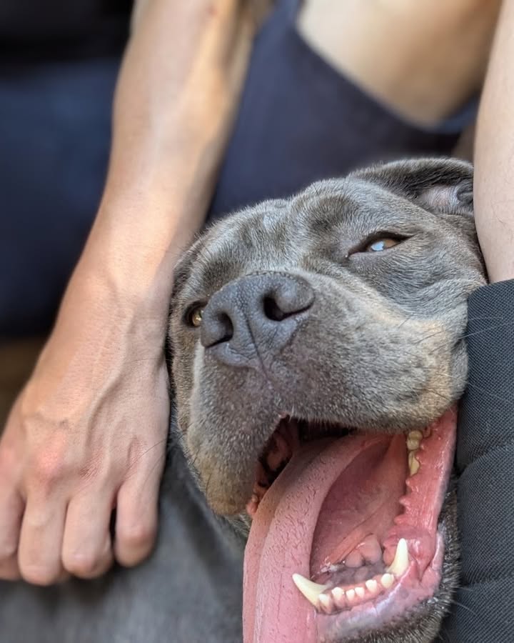 Freshfields Animal Rescue