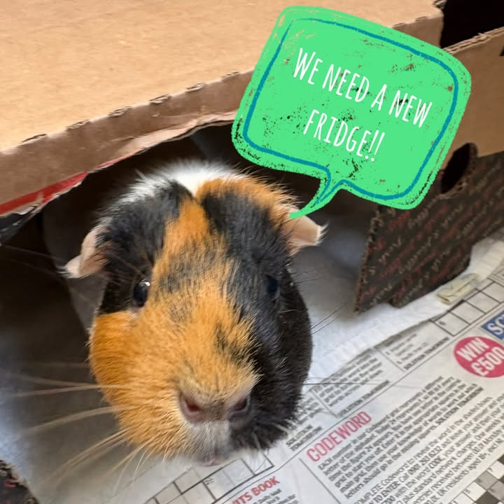 Freshfields Animal Rescue