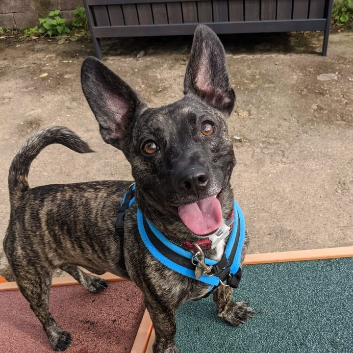 Freshfields Animal Rescue
