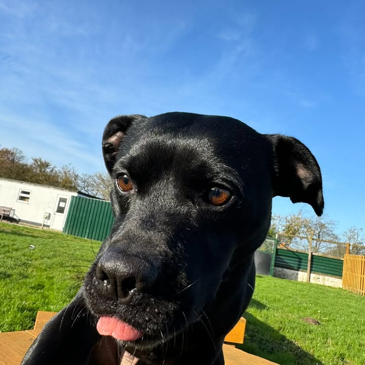 Freshfields Animal Rescue