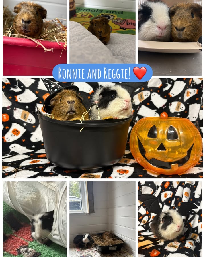 Freshfields Animal Rescue
