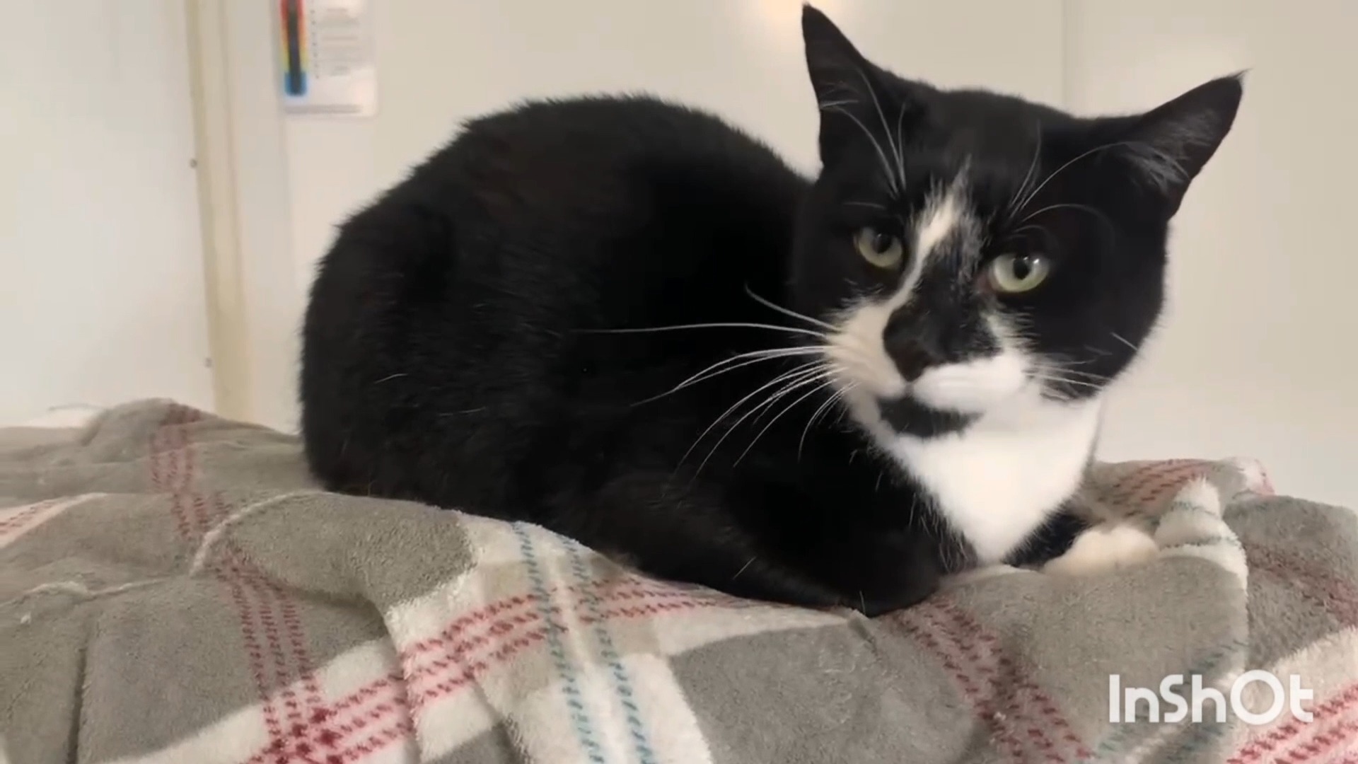 Freshfields Animal Rescue