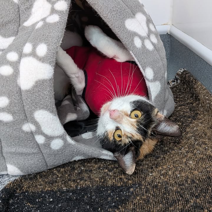 Freshfields Animal Rescue