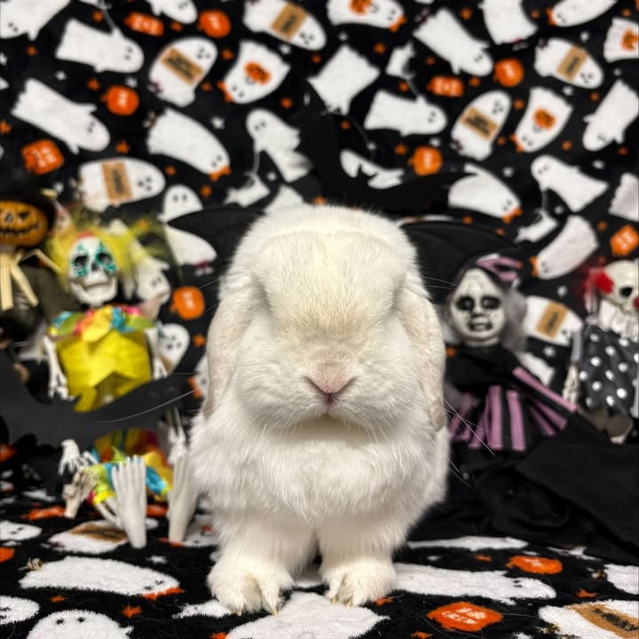 Freshfields Animal Rescue