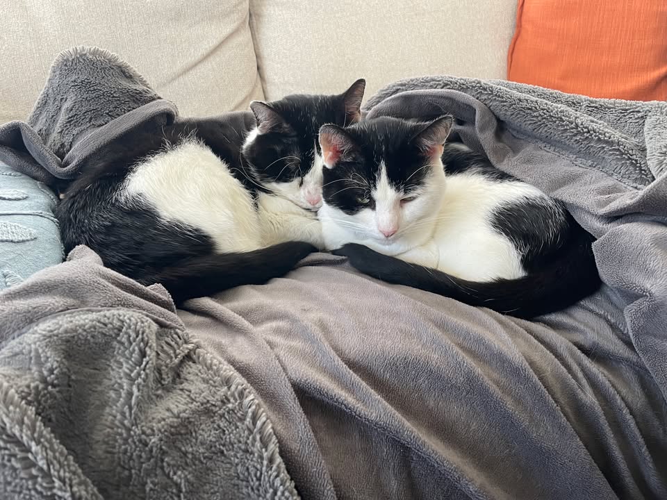 Freshfields Animal Rescue