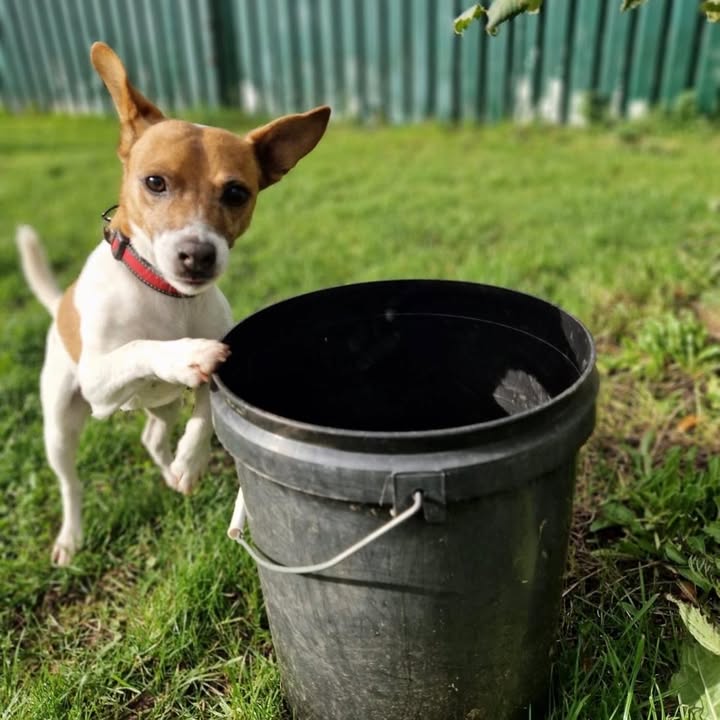 Freshfields Animal Rescue