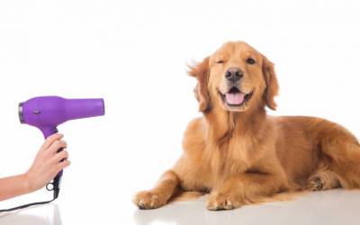 Your all encompassing guide to dog grooming!
