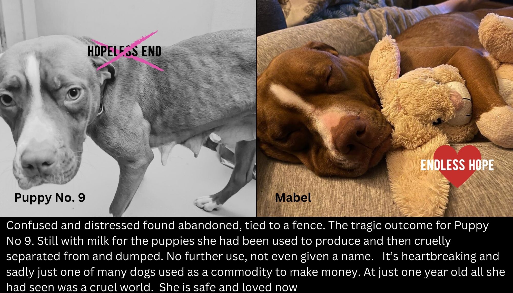 hopeless landing page dog