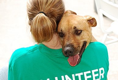 Get Involved | Freshfields Animal Rescue