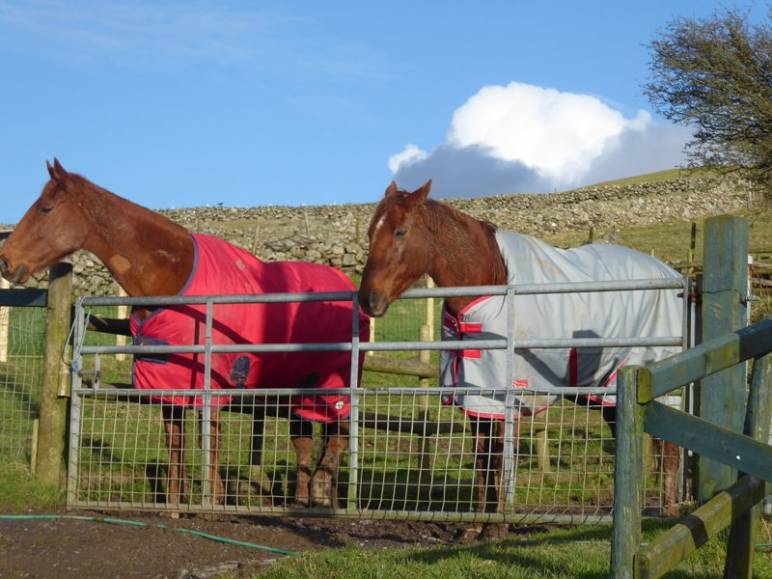 Moko and Jimmy Modelling their new rugs.