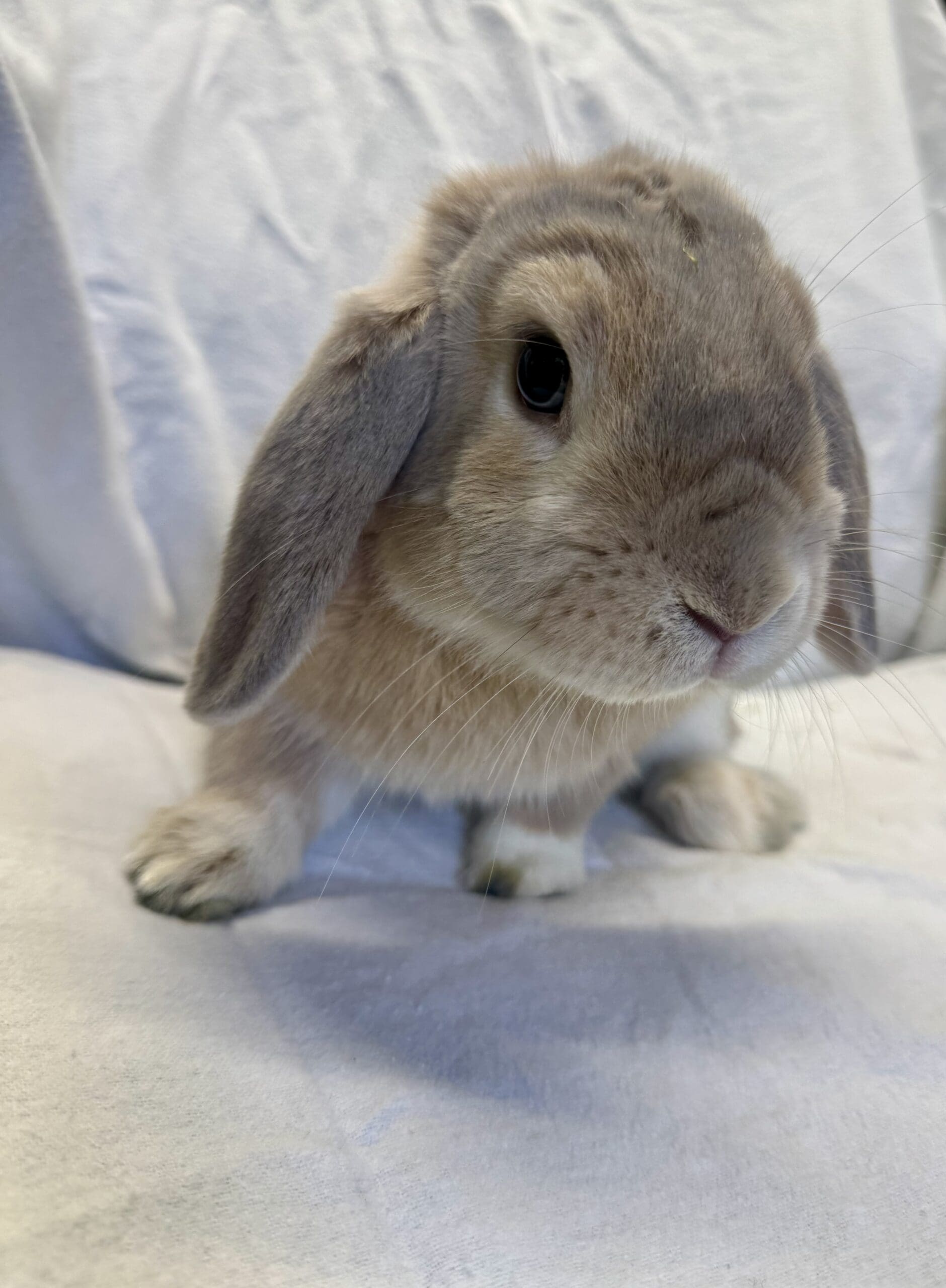 jimmy rabbit2