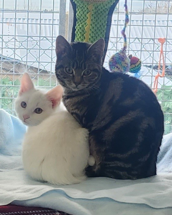 juno and jay new web