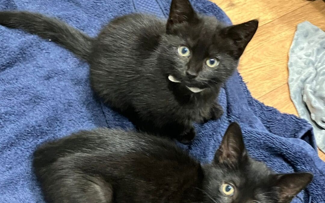 KITTENS