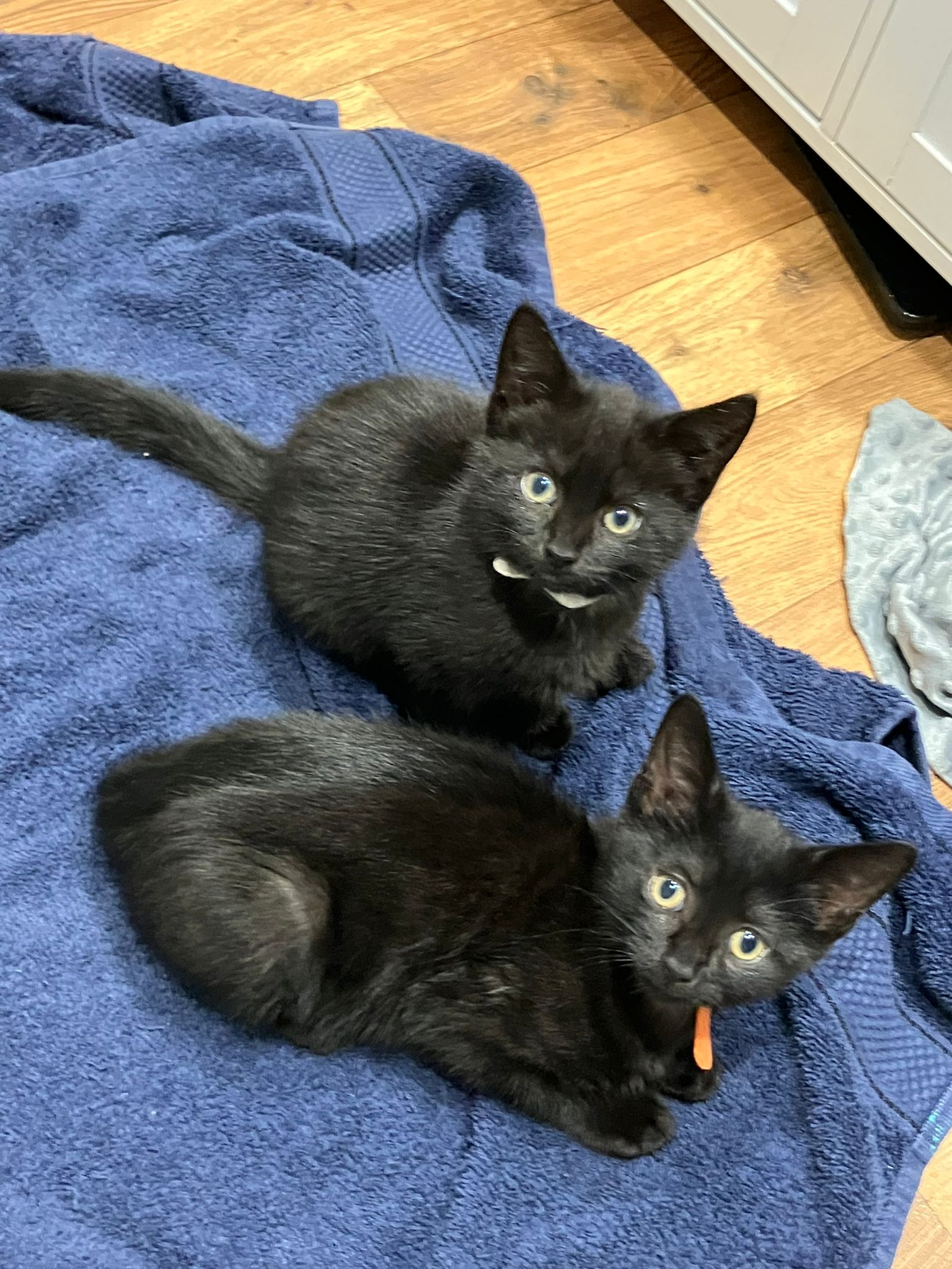 kittens liverpool june 24