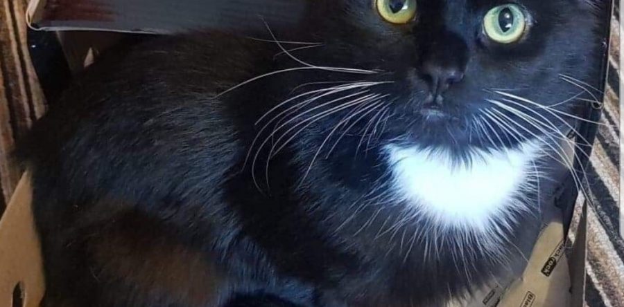 Ozzy Missing: 02/08/19
