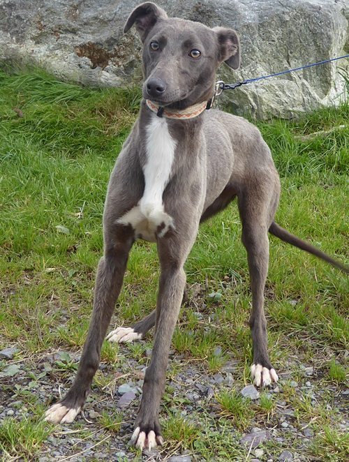 staffy greyhound cross