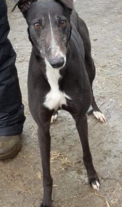 A Lurcher is rescued from a Facebook Advert.