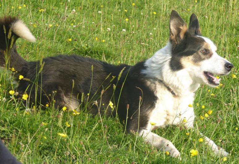 Collies, Collies and more Collies!