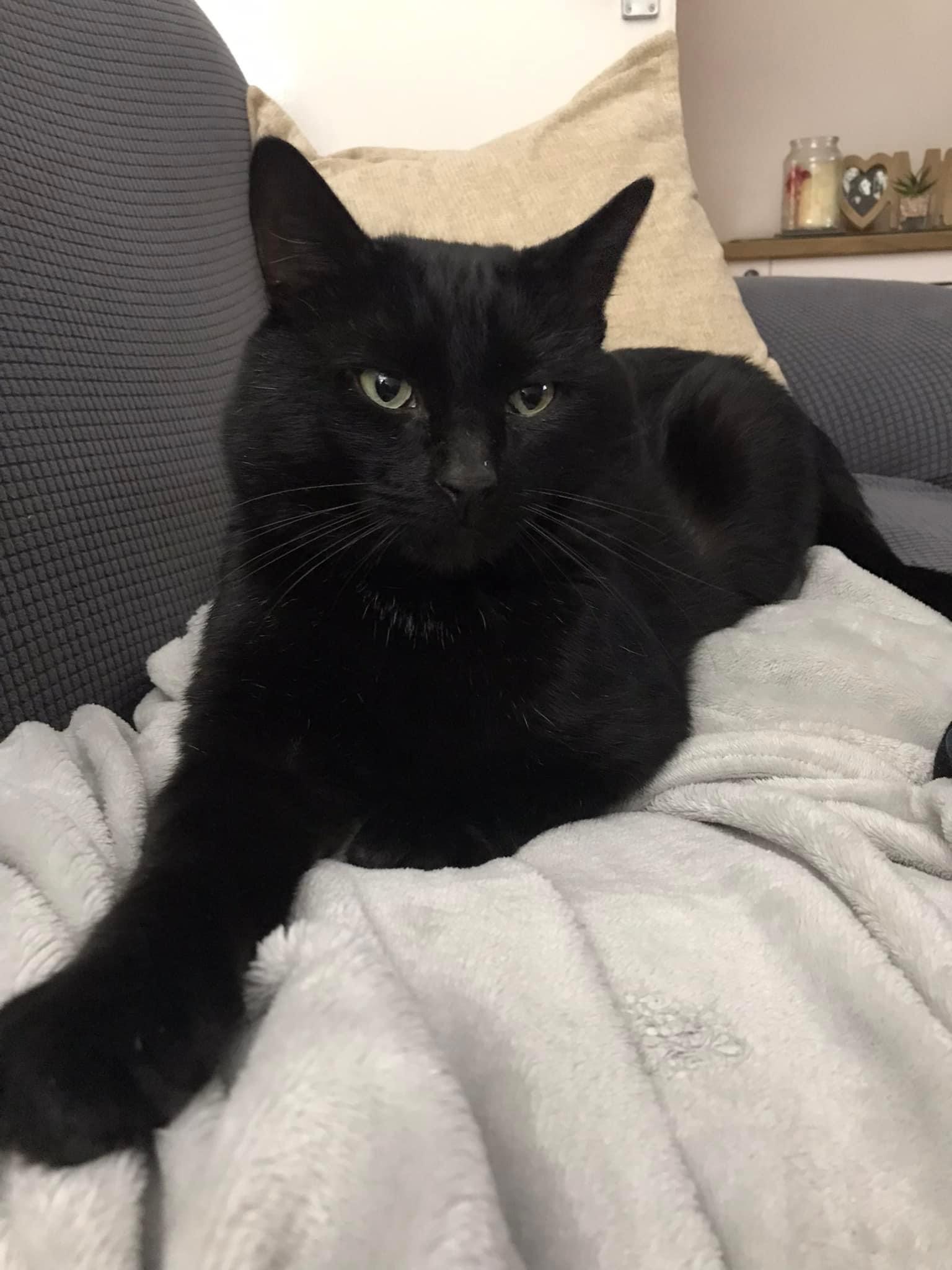 miss cat oct 22 Soot