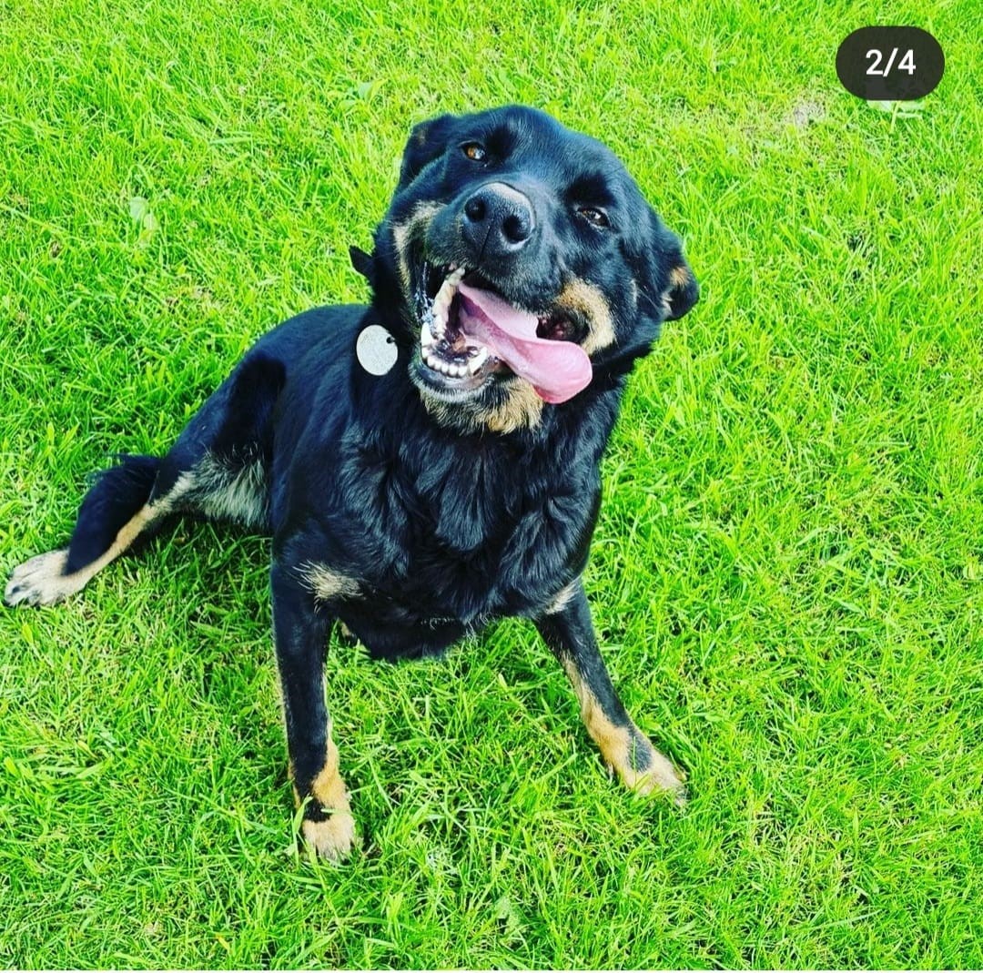 missing dog Gwen