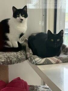 neo and natasha new
