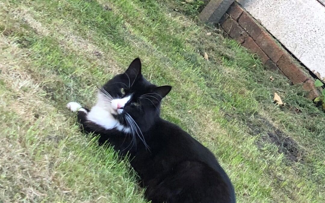 Peanut