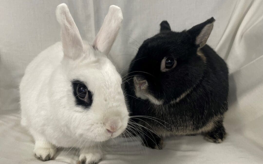 Peggy & Izzy