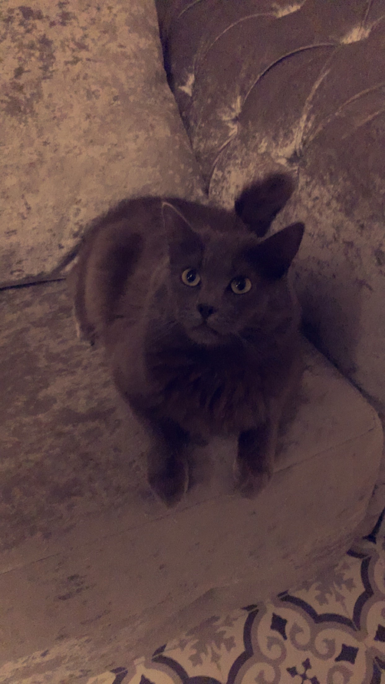 Freshfield animal rescue sales cats
