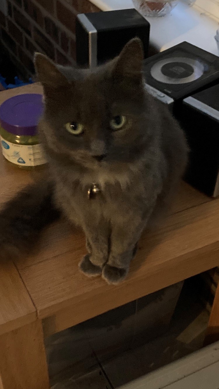 pippin