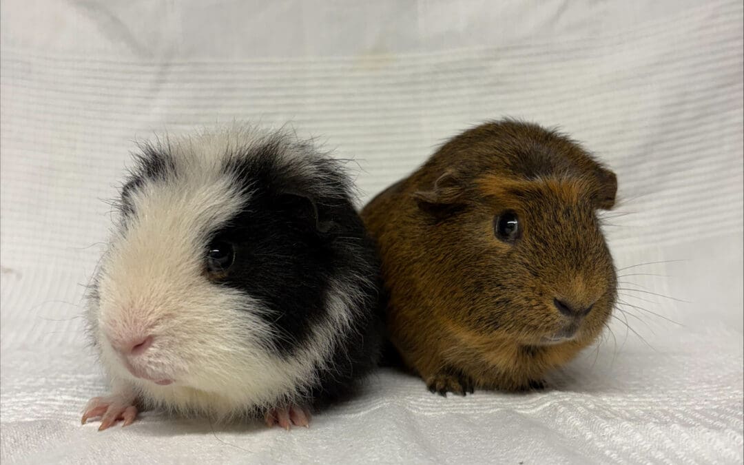 Ronnie & Reggie